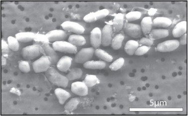 Arsenic microbes