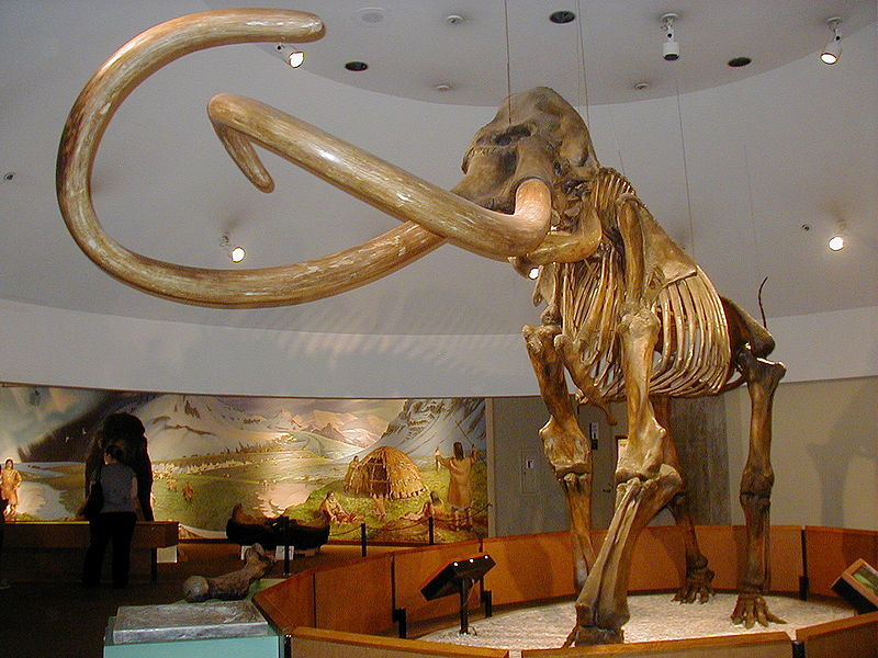 Columbian Mammoth via Wikipedia