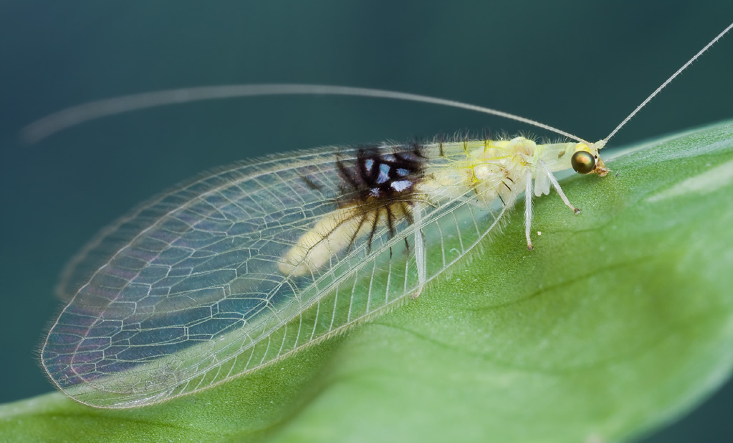 Semachyrsa jade, a new insect species discovered on Flickr