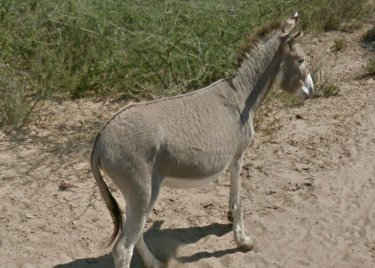 Google Street View Botswana Donkey