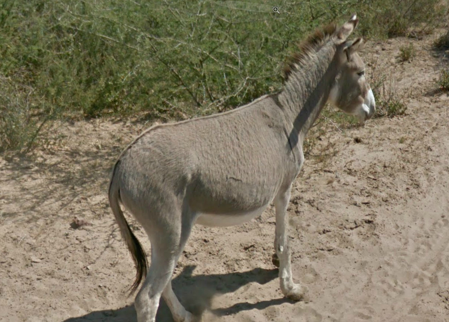 Google Street View Botswana Donkey