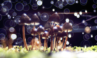 magic mushrooms technology consciousness hacking