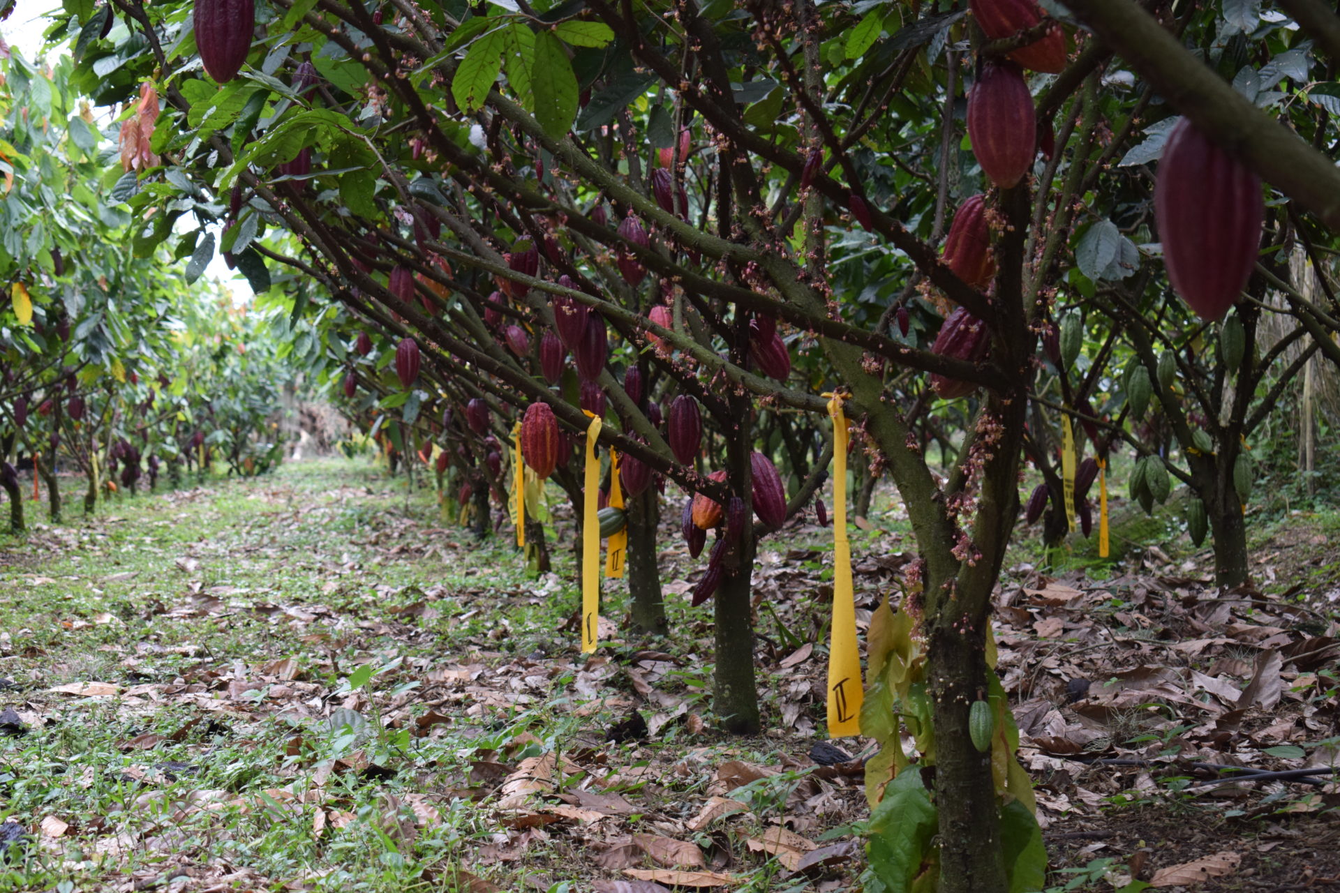 Cacao trees in Colombia.