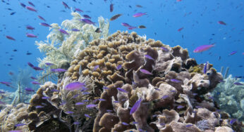 Tackling coastal erosion & flooding with reef-mimicking structures for national ‘Reefense’