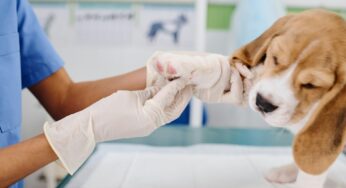 How One App is Redefining Pet Care Through a Personalized Approach